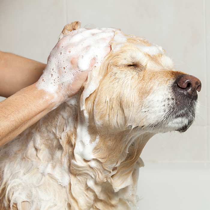 How Often Should You Send Your Pet For Grooming?